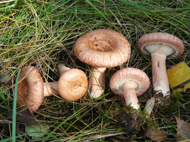 Lactarius torminosus